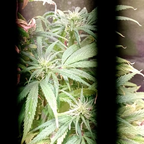 Celeste  growlog photo: Comienza de Flora. 💖😍