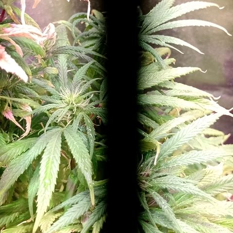 Celeste  growlog photo: Comienza de Flora. 💖😍