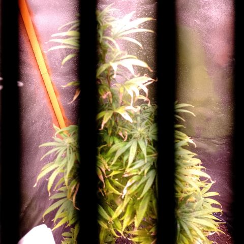 Celeste  growlog photo: Comienza de Flora. 💖😍