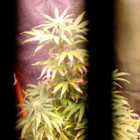 Celeste  growlog photo: Comienza de Flora. 💖😍