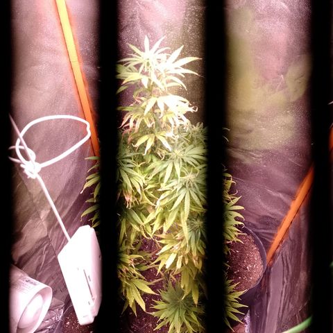 Celeste  growlog photo: Comienza de Flora. 💖😍