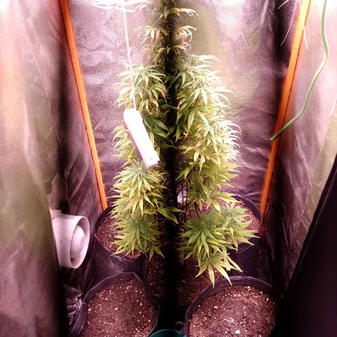 Celeste  growlog photo: Comienza de Flora. 💖😍