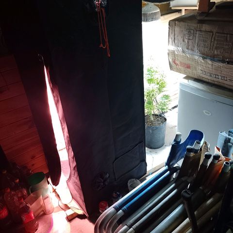 Celeste  growlog timeline photo