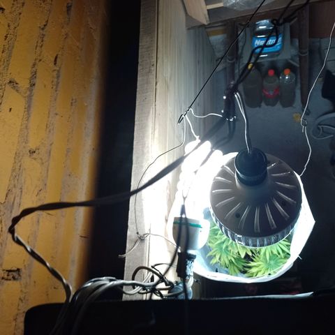 Celeste  growlog photo: Se le agregó un foco LED de 65w sumando un total de 165w