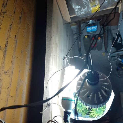 Celeste  growlog photo: Se le agregó un foco LED de 65w sumando un total de 165w