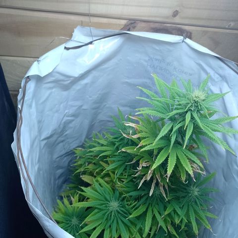 Celeste  growlog timeline photo