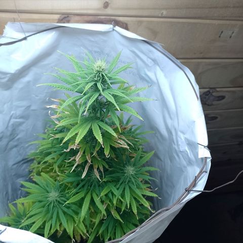 Celeste  growlog timeline photo