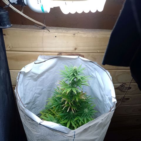 Celeste  growlog timeline photo
