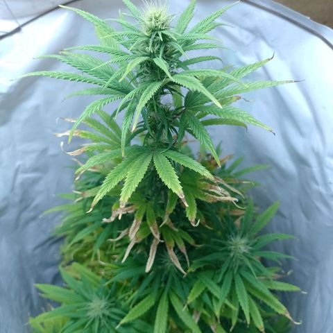 Celeste  growlog timeline photo