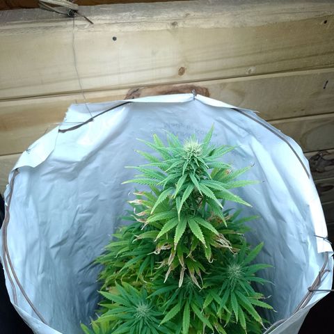 Celeste  growlog photo: Hermosa y en plena flora 💚😍