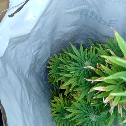 Celeste  growlog photo: Hermosa y en plena flora 💚😍