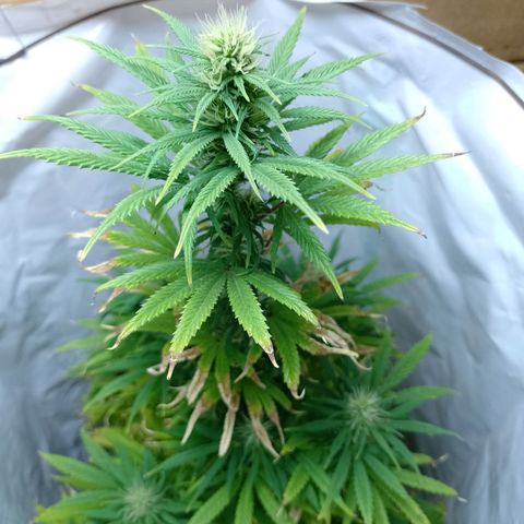 Celeste  growlog photo: Hermosa y en plena flora 💚😍