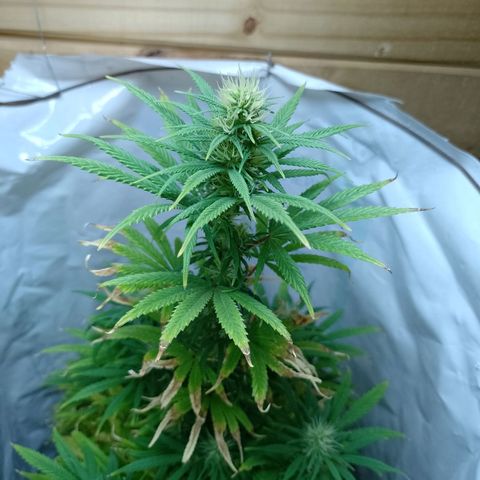 Celeste  growlog photo: Hermosa y en plena flora 💚😍