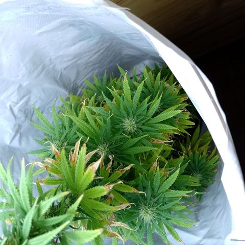 Celeste  growlog photo: Hermosa y en plena flora 💚😍
