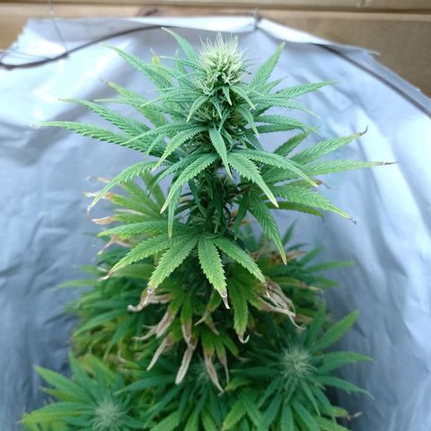 Celeste  growlog photo: Hermosa y en plena flora 💚😍