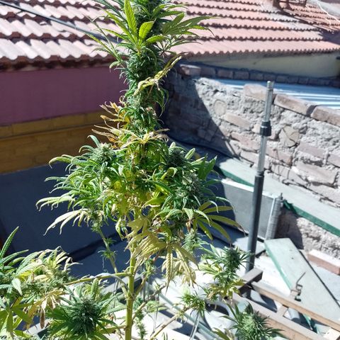 Celeste  growlog photo: Se ve linda y sana.