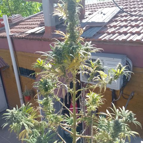 Celeste  growlog photo: Se ve linda y sana.