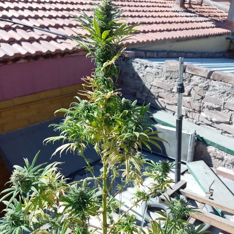 Celeste  growlog photo: Se ve linda y sana.