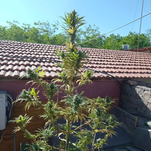 Celeste  growlog photo: Se ve linda y sana.