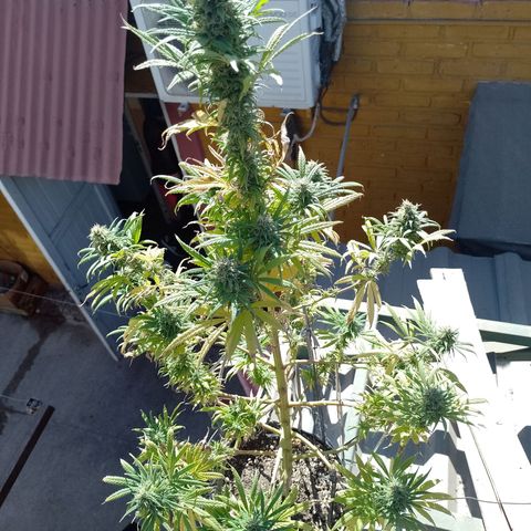 Celeste  growlog photo: Se ve linda y sana.