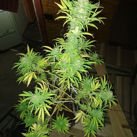 Celeste  growlog photo: 💓💖💋💋❤️