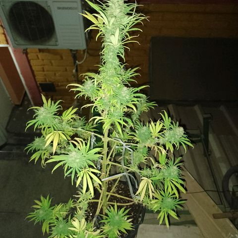 Celeste  growlog photo: 💓💖💋💋❤️