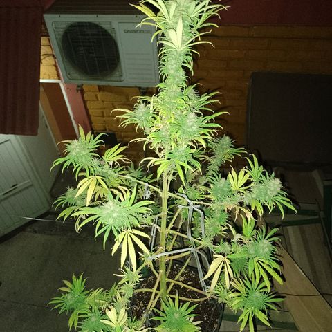 Celeste  growlog photo: 💓💖💋💋❤️