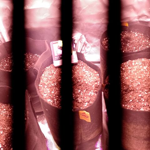 Celeste  growlog photo: Se regó con agua con gran cantidad de contenedor de ácido, un descuido mortal pero sobrevivió..