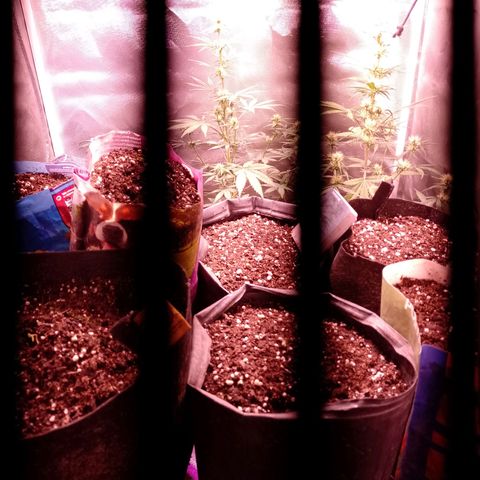 Celeste  growlog timeline photo
