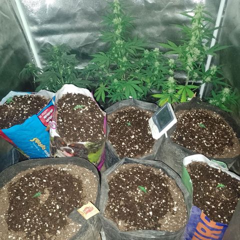 Celeste  growlog photo: Van flama 💥💯❤️