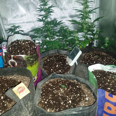 Celeste  growlog photo: Van flama 💥💯❤️