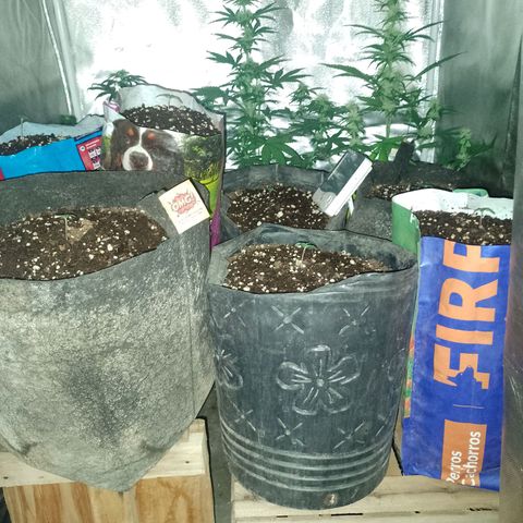 Celeste  growlog photo: Van flama 💥💯❤️