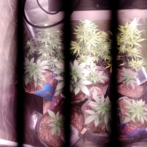 Celeste  growlog photo: Último día de Oktubre