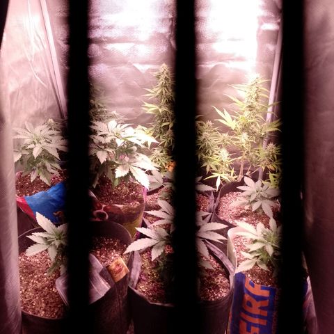 Celeste  growlog photo: Van sumamente hermosas 😍🥰