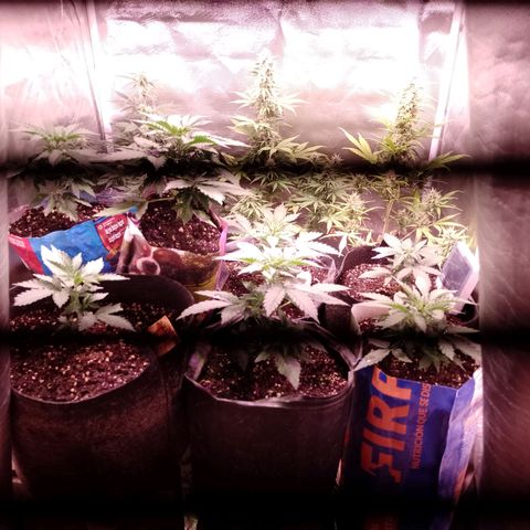 Celeste  growlog photo: Van sumamente hermosas 😍🥰
