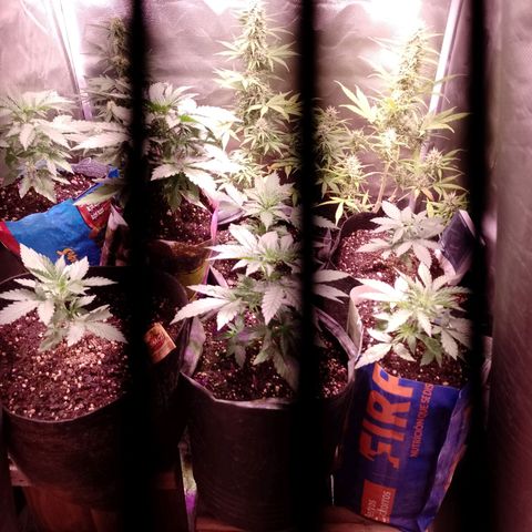 Celeste  growlog photo: Van sumamente hermosas 😍🥰