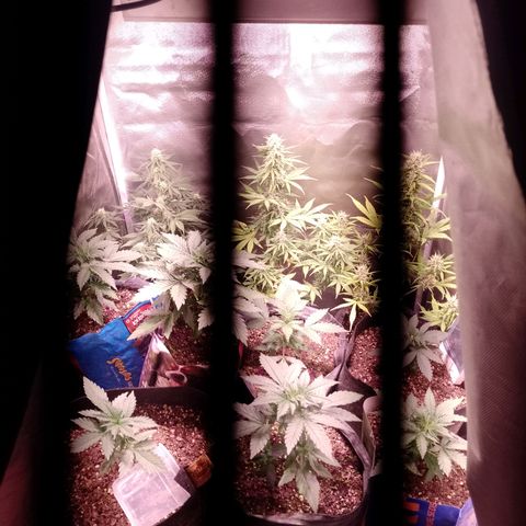 Celeste  growlog photo: Van sumamente hermosas 😍🥰