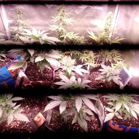Celeste  growlog photo: Van sumamente hermosas 😍🥰