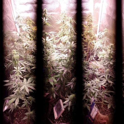 Celeste  growlog photo: Riqui 😍💕