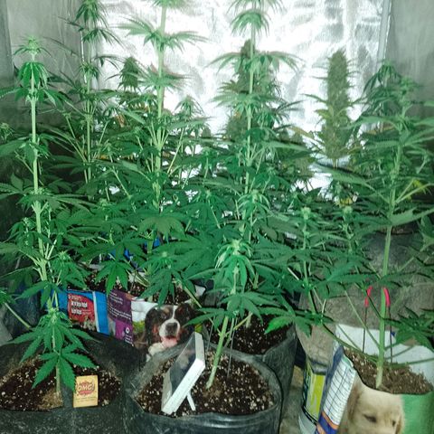 Celeste  growlog photo: Riqui 😍💕