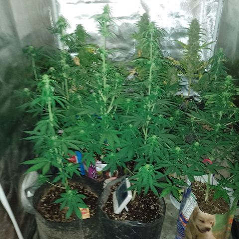 Celeste  growlog photo: Riqui 😍💕