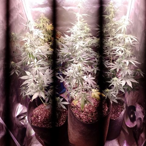 Celeste  growlog photo: Riqui 😍💕