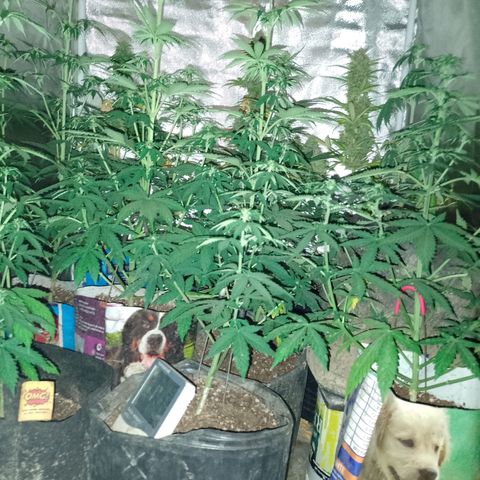 Celeste  growlog photo: Van 💕🫂