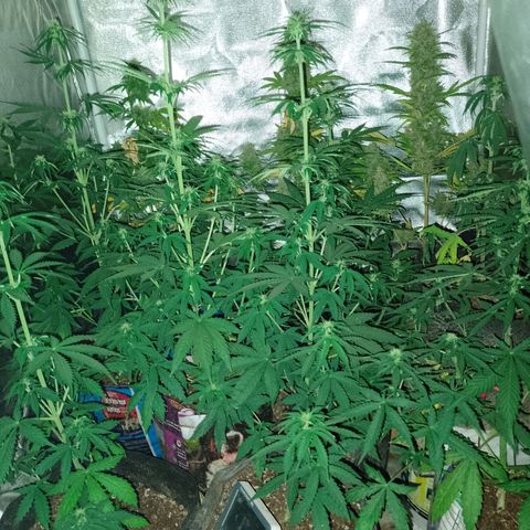 Celeste  growlog photo: Van 💕🫂