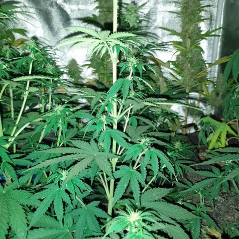Celeste  growlog photo: Van 💕🫂