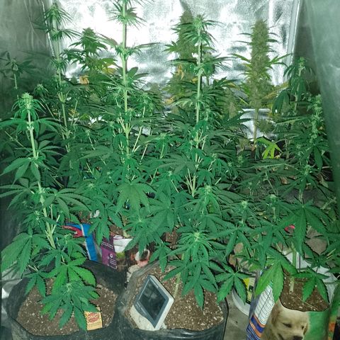 Celeste  growlog photo: Van 💕🫂