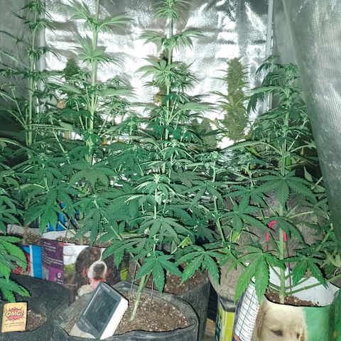 Celeste  growlog photo: Van 💕🫂