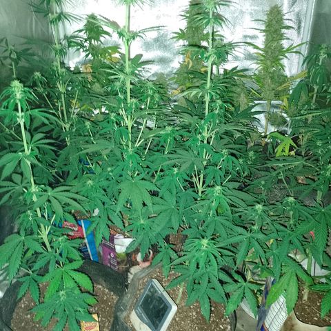 Celeste  growlog photo: Van 💕🫂
