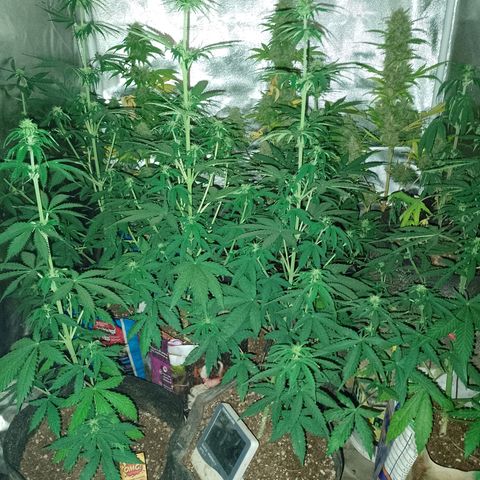 Celeste  growlog photo: Van 💕🫂