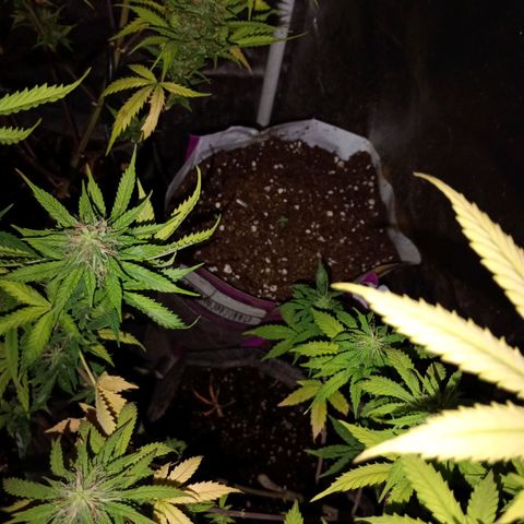 Celeste  growlog photo: Van como piña !! 